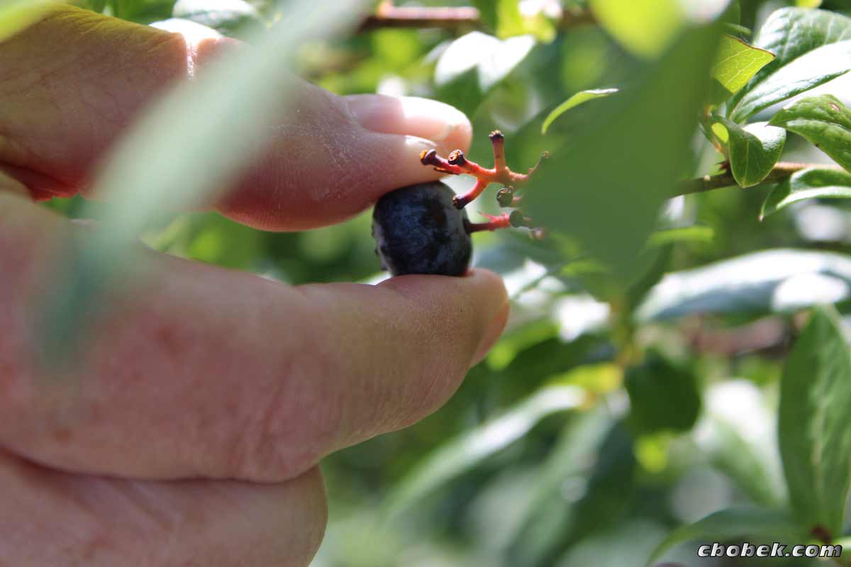 Blueberries!